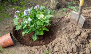 пересадка растения