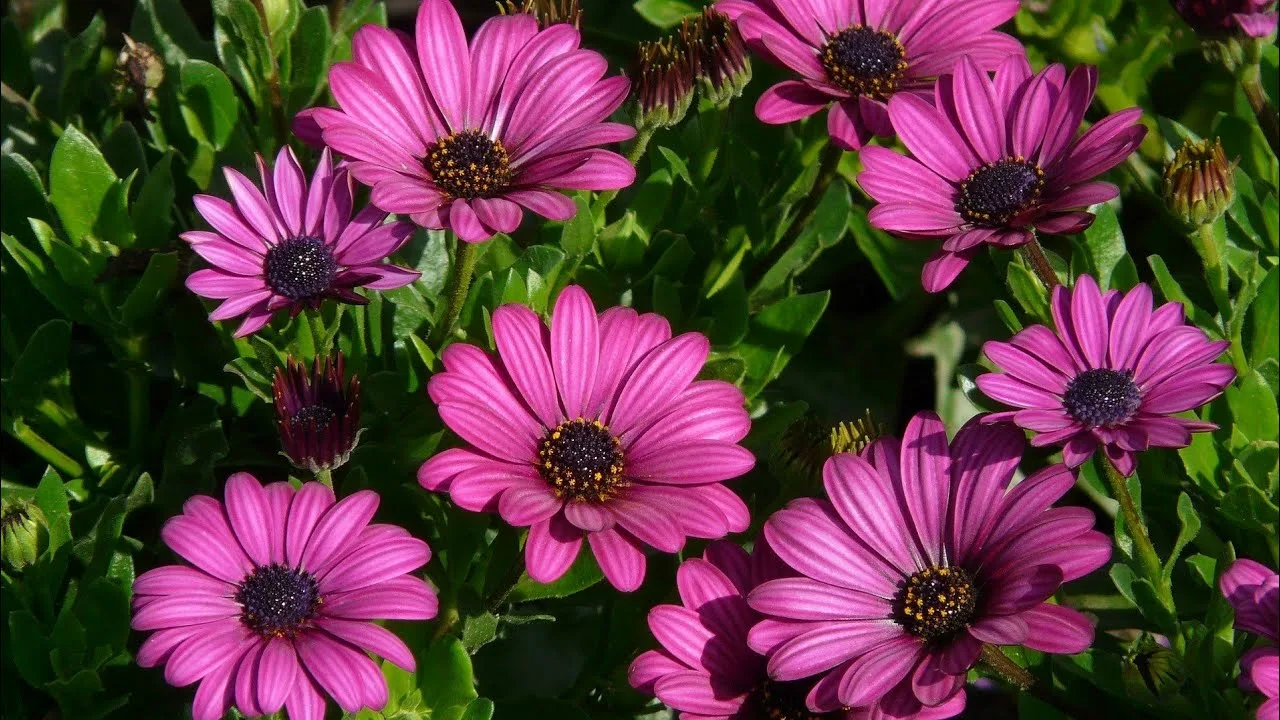 Остеоспермум Баллада