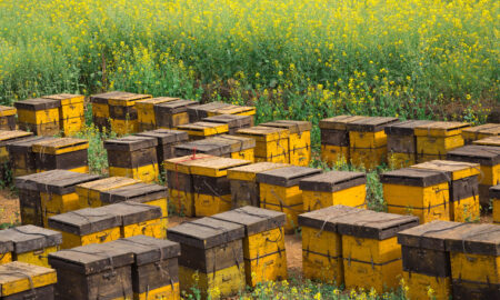 Пчелиная ферма