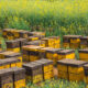 Пчелиная ферма