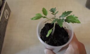 рассада томата