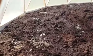 грунт в теплице