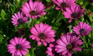 Остеоспермум