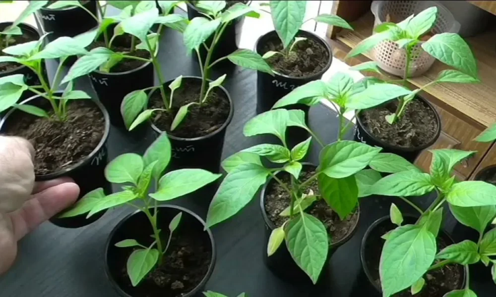 рассада перцев