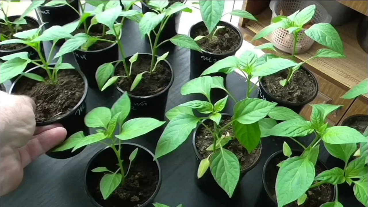 рассада перцев