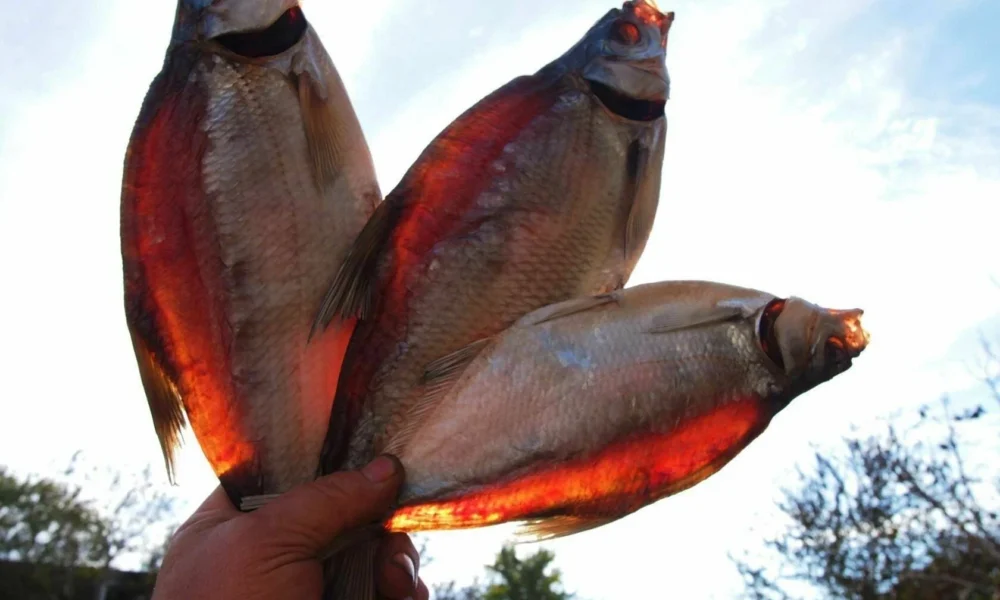 вяленая рыба