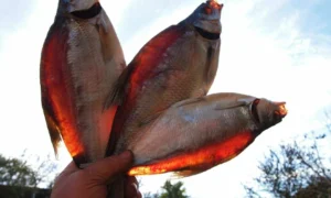 вяленая рыба