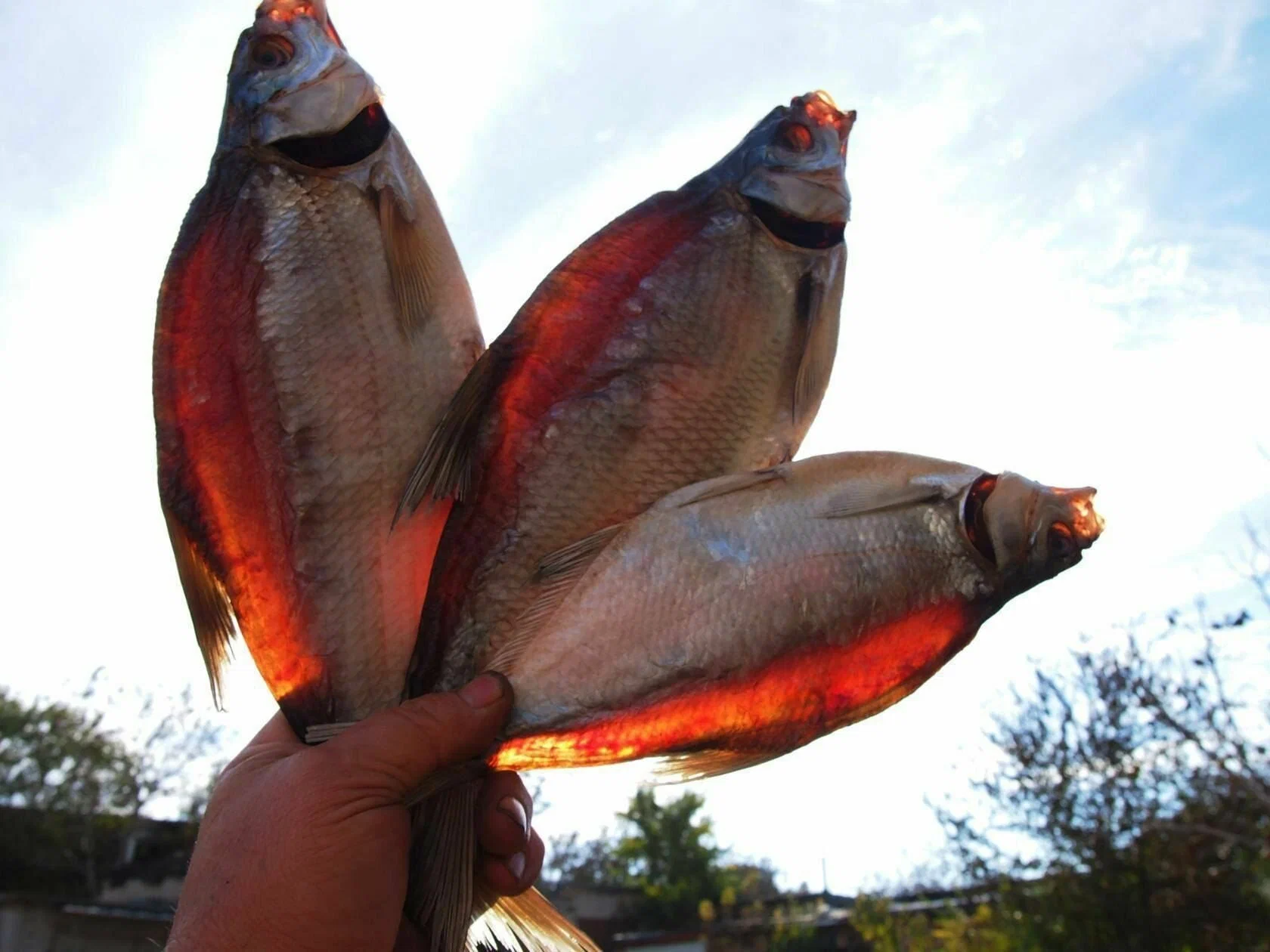 вяленая рыба