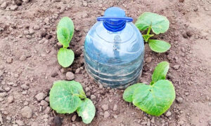 метод полива бутылками