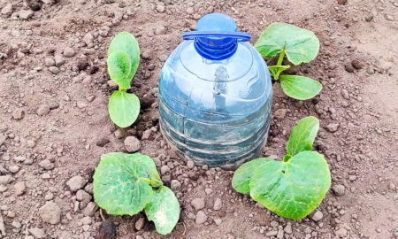 метод полива бутылками