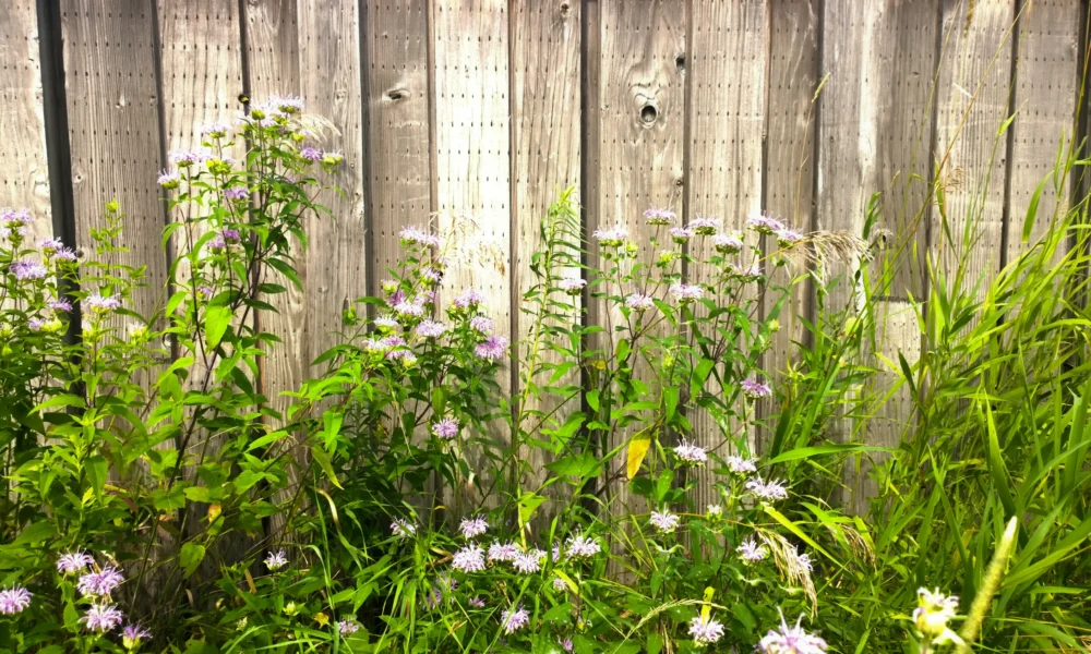 трава у забора