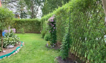 изгородь из ивы