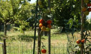 опоры для помидоров