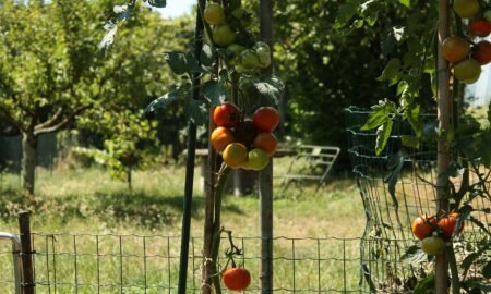 опоры для помидоров