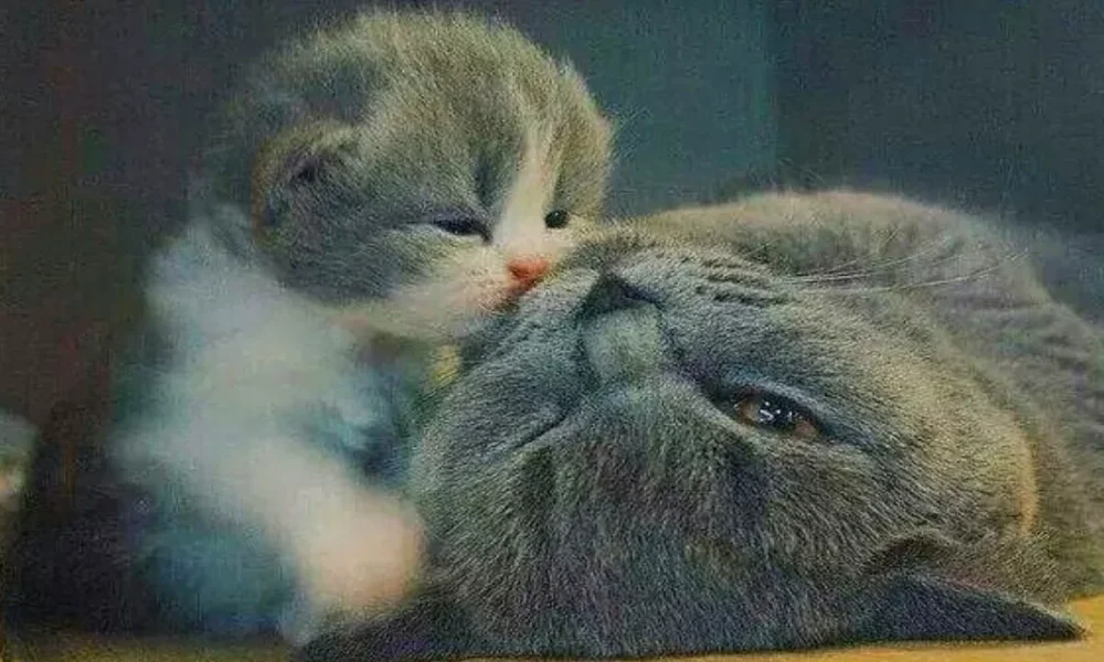 кошка с котёнком