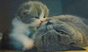 кошка с котёнком