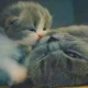 кошка с котёнком