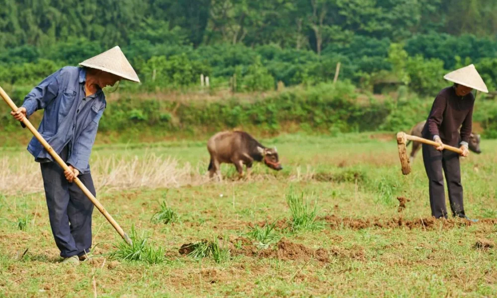 китаец работает на земле