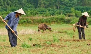 китаец работает на земле