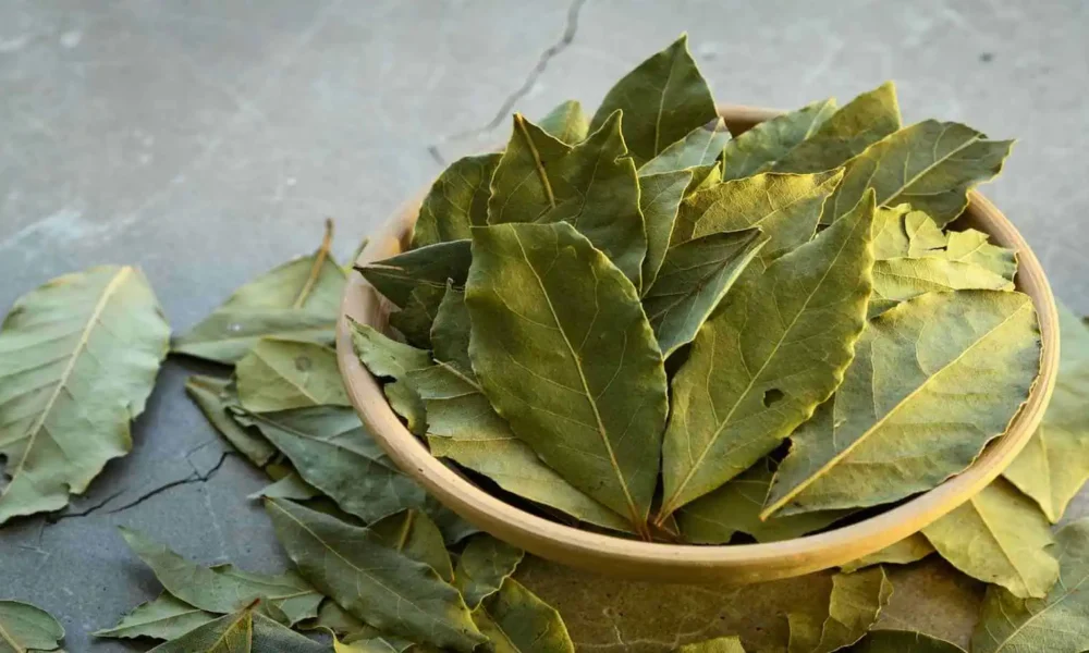 лавровый лист