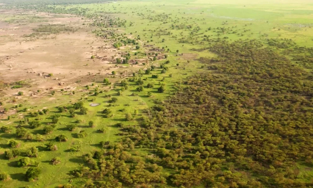 зелёная пустыня