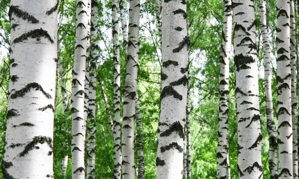 Ствол березы