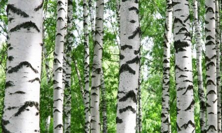 Ствол березы