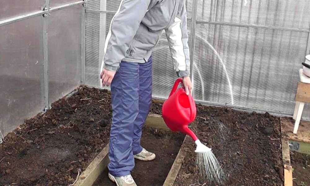 дезинфекция почвы в теплице