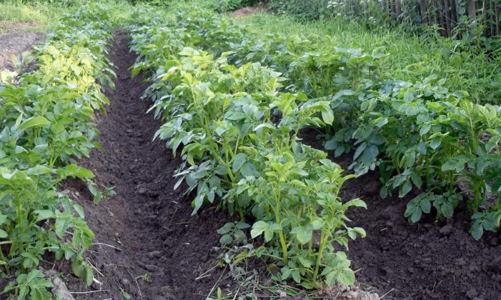 Картофель на грядке