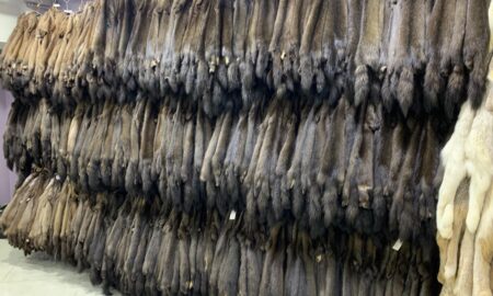 шкурки соболя