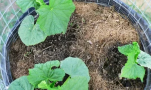 огурцы в мешках