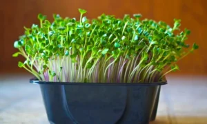 микрозелень