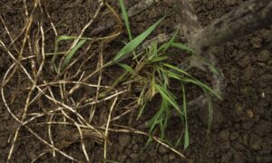 корень пырея