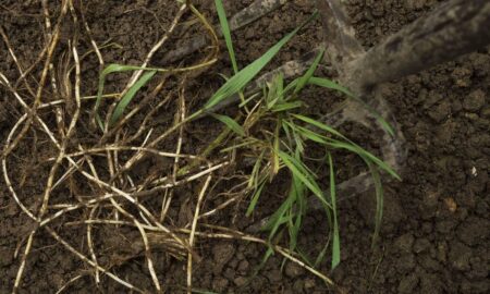 корень пырея