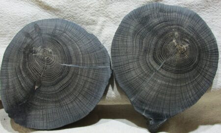 мореный дуб