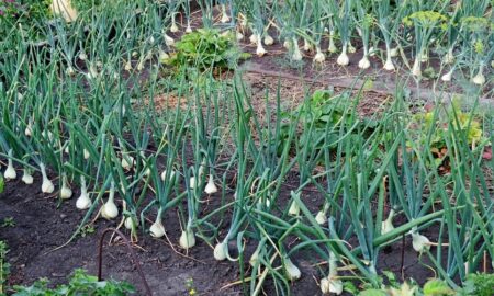 грядка лука