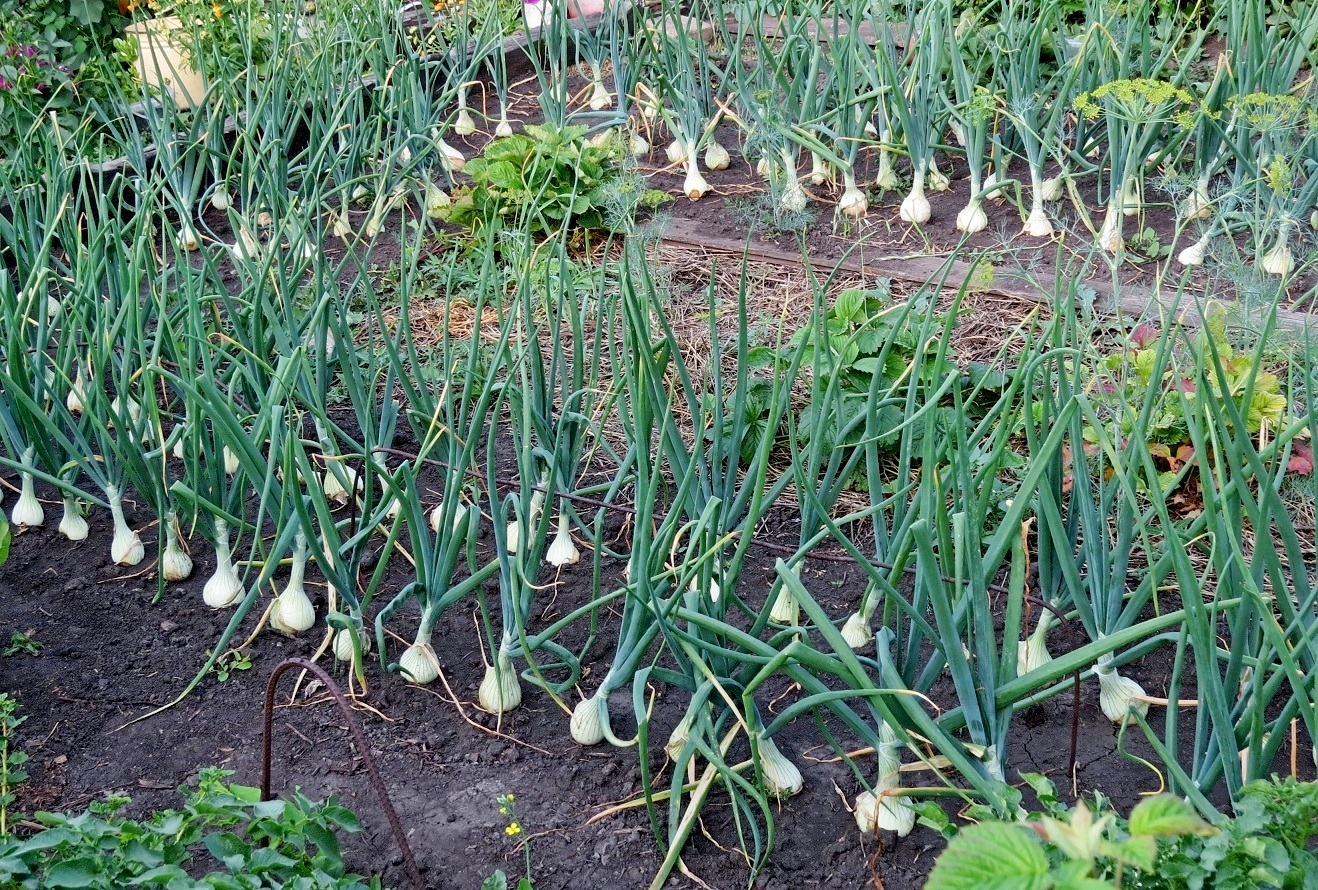 грядка лука