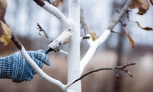 Побелка деревьев