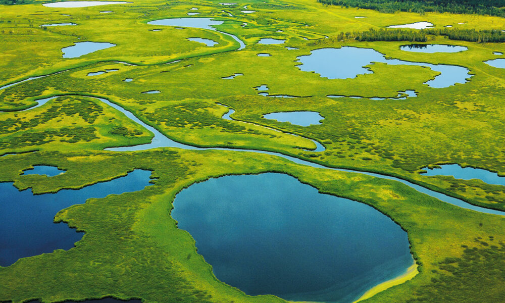 Васюганское болото