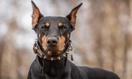 доберман