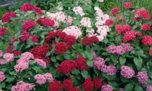 Пентас цветок