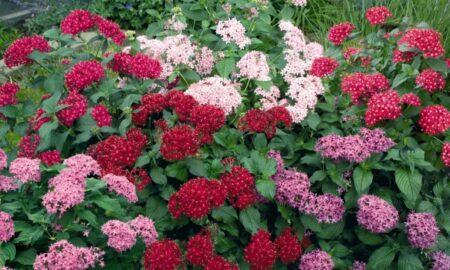 Пентас цветок