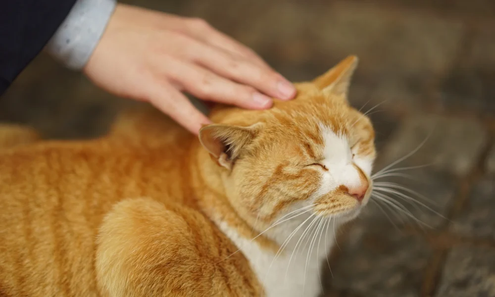 поглаживание кошки