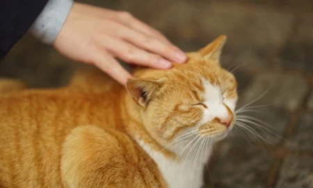 поглаживание кошки