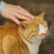 поглаживание кошки