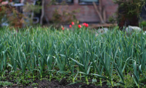 чеснок на грядке