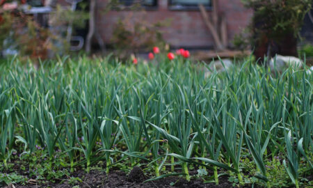 чеснок на грядке