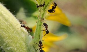 муравьи в огороде