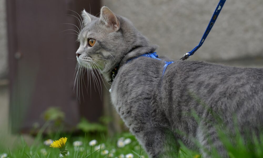 Кошка на прогулке