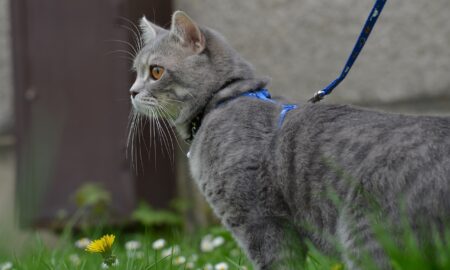 Кошка на прогулке